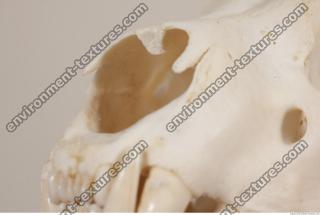 photo reference of skull 0060